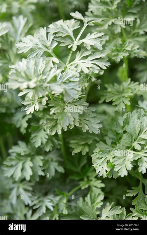 Wormwood Plant Leaves Artemisia Absinthium Natural Color Stock Photo