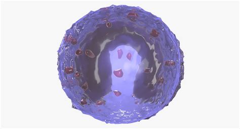 3d Monocyte Granule Nucleus Turbosquid 1351009