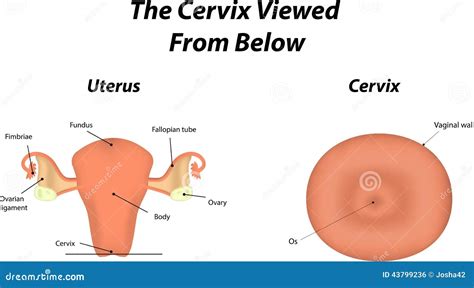 The Cervix Stock Vector Illustration Of Internal Ovary