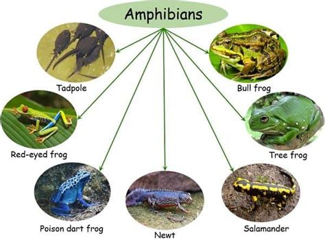 Difference Between Amphibians And Reptiles With Comparison Chart And