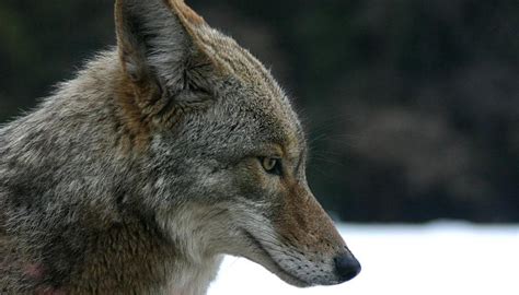 Study Shows Urban Coyotes With Mange More Likely To Make Use Of