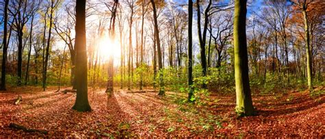 Autumn Forest In The Light Of The Rising Sun Stock Image Image Of