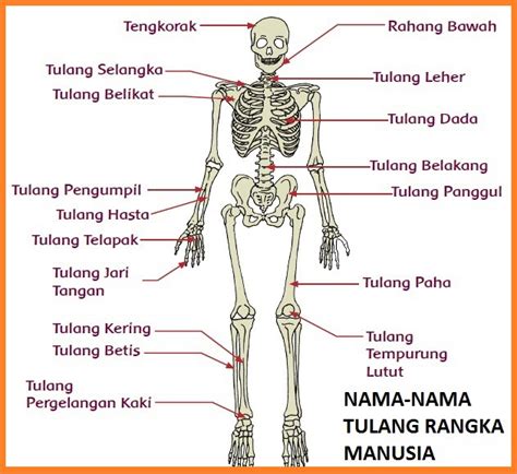Kenali Anatomi Dan Fungsi Tulang Paha Pada Tubuh Manusia My XXX Hot Girl