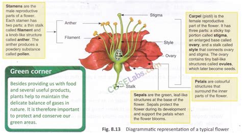 Class 6 Science Notes Chapter 7 Getting To Know Plants