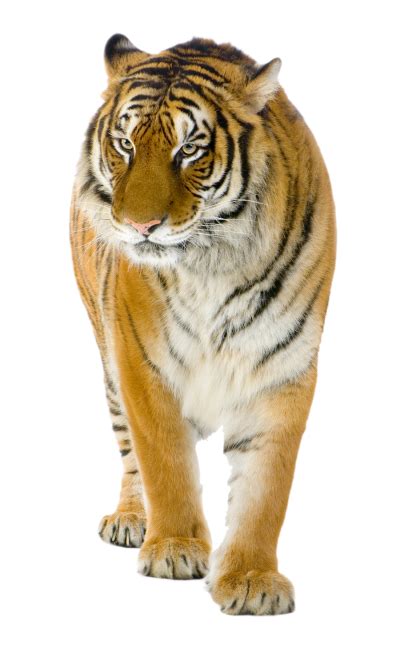 Tiger Png Vector Images With Transparent Background Transparentpng