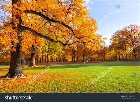 Autumn Landscape Park In Autumn Forest In Autumn Lonely