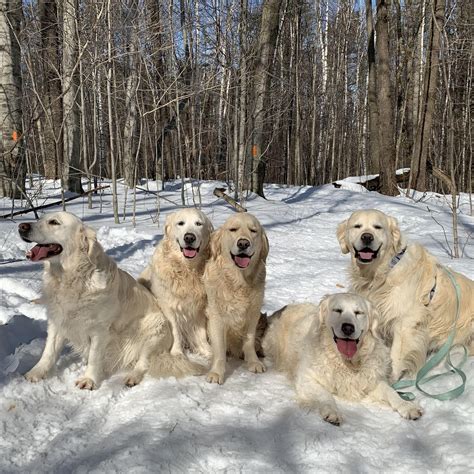 Kernow Goldens In Vermont Find Your Golden Retriever Puppy Good Dog
