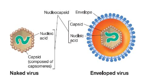 Estructura B Sica De Los Virus Virus Desnudos Naked Virus Download Scientific Diagram