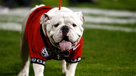 Why Is The University Of Georgias Mascot A Bulldog