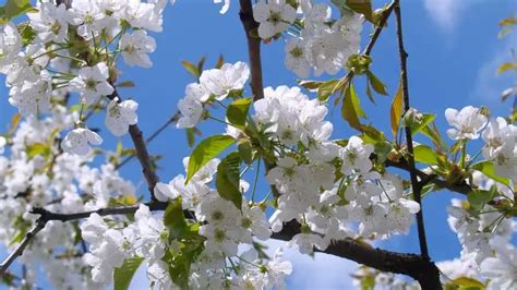 What Kind Of Trees Have White Flowers In Spring Gardeners Yards