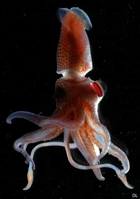 Sea Creature Sunday Deep Sea Squid A Spoonful Of Ginger