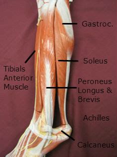 A large tendon of the leg muscle (posterior tibial tendon) passes behind the medial malleolus. Achilles Tendinitis Pain Treatment Running Sioux City