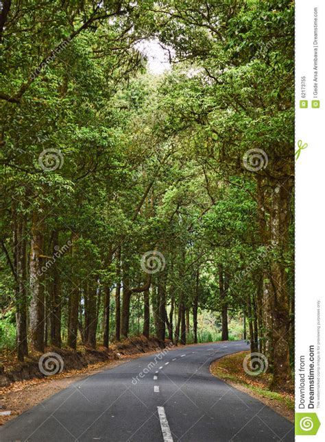 Winding Road Forest Stock Image Image Of Haze Deep 62173755