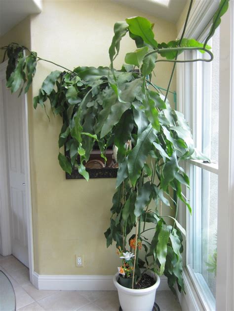 This clip was shot on 5x1 time lapse isolated on black background. Plant before flowering | Epiphyllum Oxypetalum | Pinterest ...