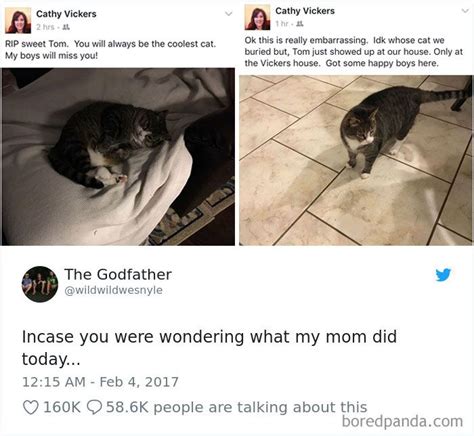 Cat Tweets Best Cat Memes Cats Cool Cats