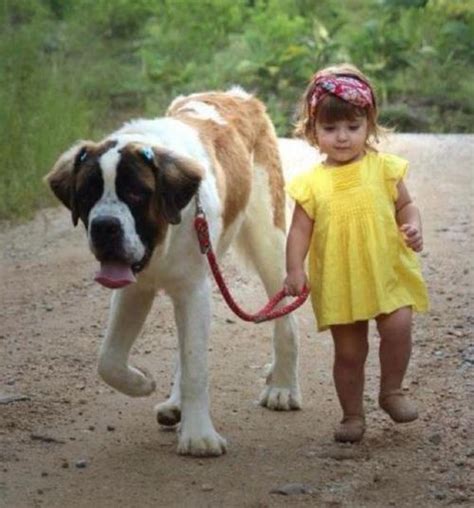 Big Dog With Little Girlwhos Walking Who Here