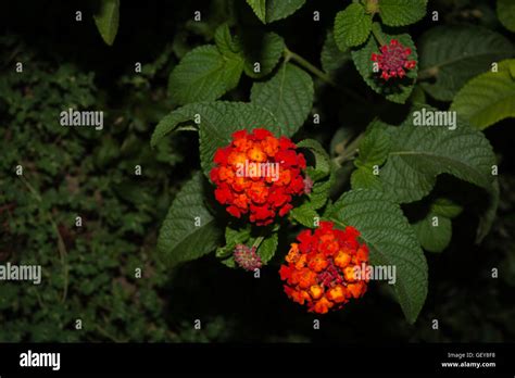 Flowers Of Lantana Camara Stock Photo Alamy
