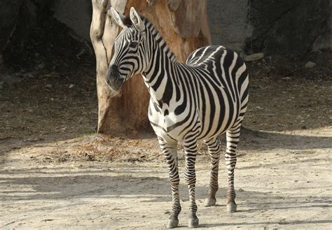 Plains Zebra Equus Burchellii There Are Four Species Of Ze Flickr