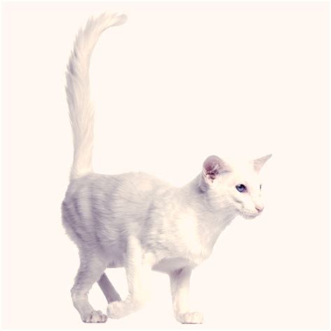 balinese cat choosing  cat breed  suits  petcarerxcom