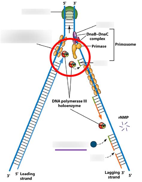 Dna Replication Diagram Quizlet