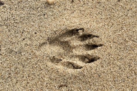 Animal Tracks Raccoon Seashore To Forest Floor