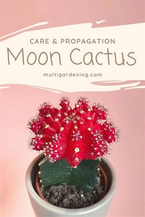 Moon Cactus Care And Propagation Cactus Care Propagating Cactus