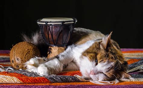 If your kitty won't eat it out of a bowl or on her food, dab some the nose paw cat owners love to share food with their cats, but cats shouldn't certain people. Can Cats Eat Coconut? What About Coconut Milk or Water?