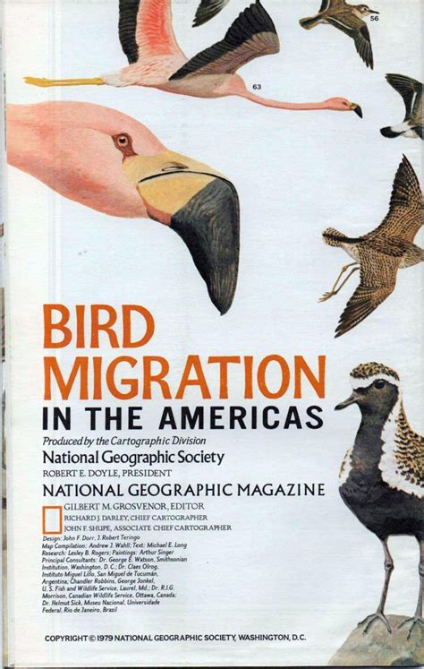 Bird Migration In The Americas Poster National Geographic Map Of 1979