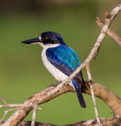 Forest Kingfisher The Australian Museum