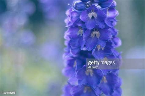 Delphiniums Photos And Premium High Res Pictures Getty Images