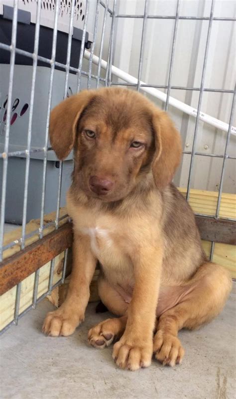 Help over 180,000 pets, that are available through rescues and shelters, find a home. Black Lab Puppies For Adoption In Nh