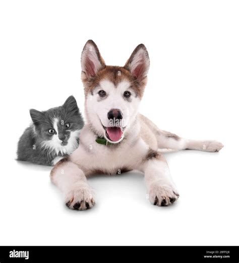 Cat And Dog Together Isolated On White Stock Photo Alamy