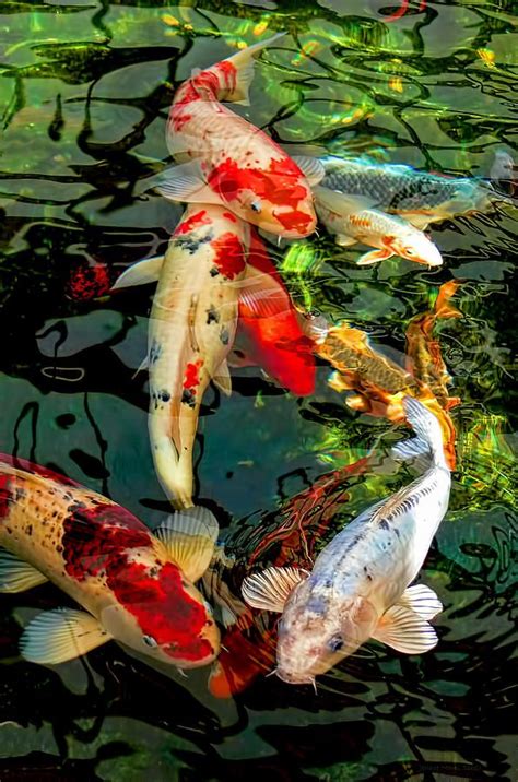17 Best Images About Koi Fish On Pinterest Terry Oquinn Japanese