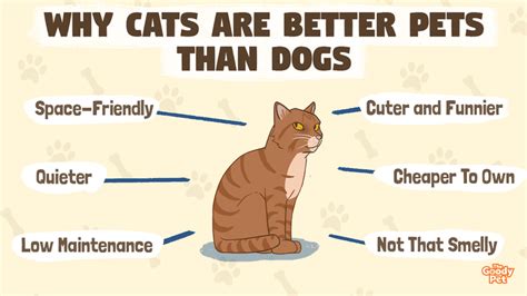 Cats Are Better Pets Than Dogs 21 Surprising Reasons Why The Goody Pet