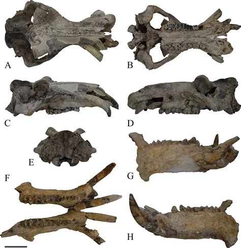 Earliest Known European Common Hippopotamus Fossil Reveals Their Middle