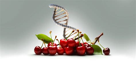 The Hidden Complexity Of The Montmorency Tart Cherry Genome Msutoday Michigan State University