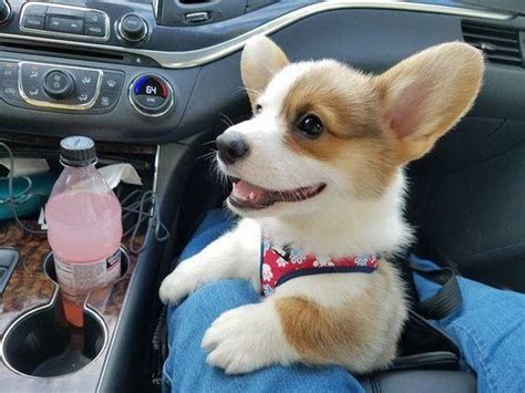 Who Doesnt Love Car Rides Cute Corgi Puppy Cute Corgi Cute Funny