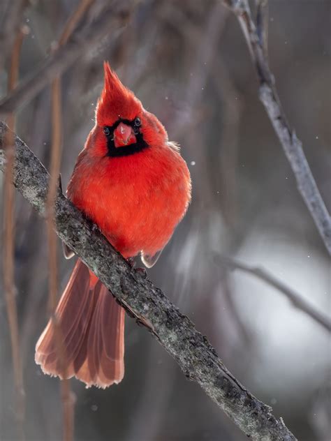 Red Cardinal Pictures Download Free Images On Unsplash