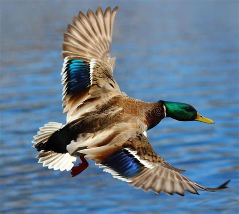 Male Mallard Duck Flying Over Water Stock Image Image Of Animal Drip