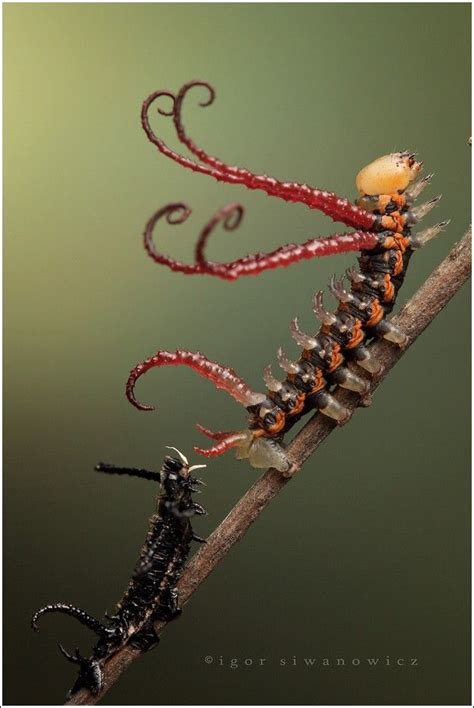 Incredible Insect Photographs By Igor Siwanowicz 24 Bunte Bilder