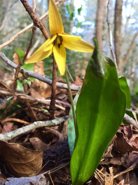 When first established by at&t and the bell system in 1947, 704 covered the entire state of north carolina. Identifying Native Plants in Western North Carolina ...
