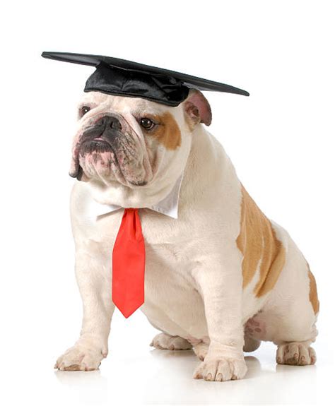 Graduated Dog With Diploma Stock Photos Pictures And Royalty Free Images