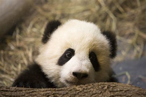 Panda Cub Toronto Zoo Matt Thompson Flickr