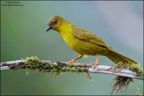 Tanagers Showcase Gallery