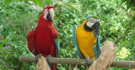 Best Pets Blog Parrots As Pets Macaws