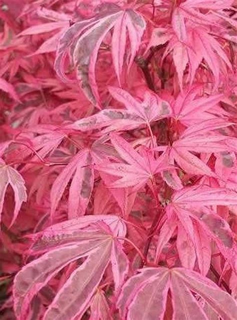 Acer Palmatum Pink Passion Japanese Maple Pink Leaves