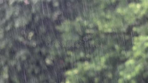 Raining Outside Rainforest Drops Of Summer Rain Falling Down On The