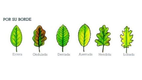 Tipos De Hojas Clasificación E Imágenes