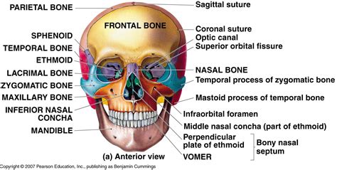 Bones Of The Skull Worksheets