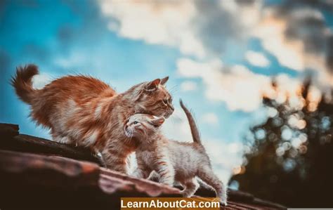 How To Introduce A Kitten To An Older Cat A Complete Guide
